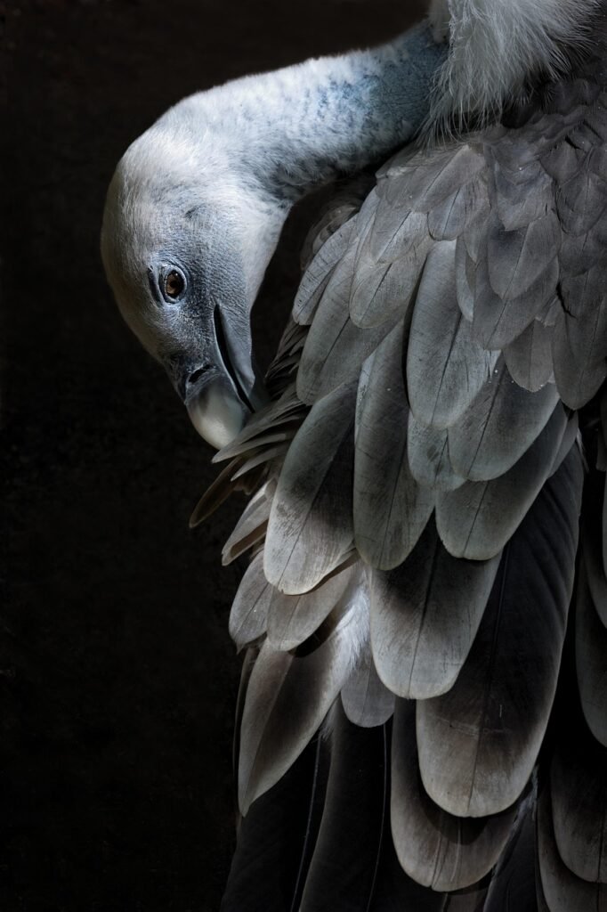 bird, vulture, feathers, animal, african reserve, african, look, africa, savage, light and shade, wild animal, zoo, nature, black wallpaper, black, black wallpaper, black wallpaper, black wallpaper, black wallpaper, black wallpaper